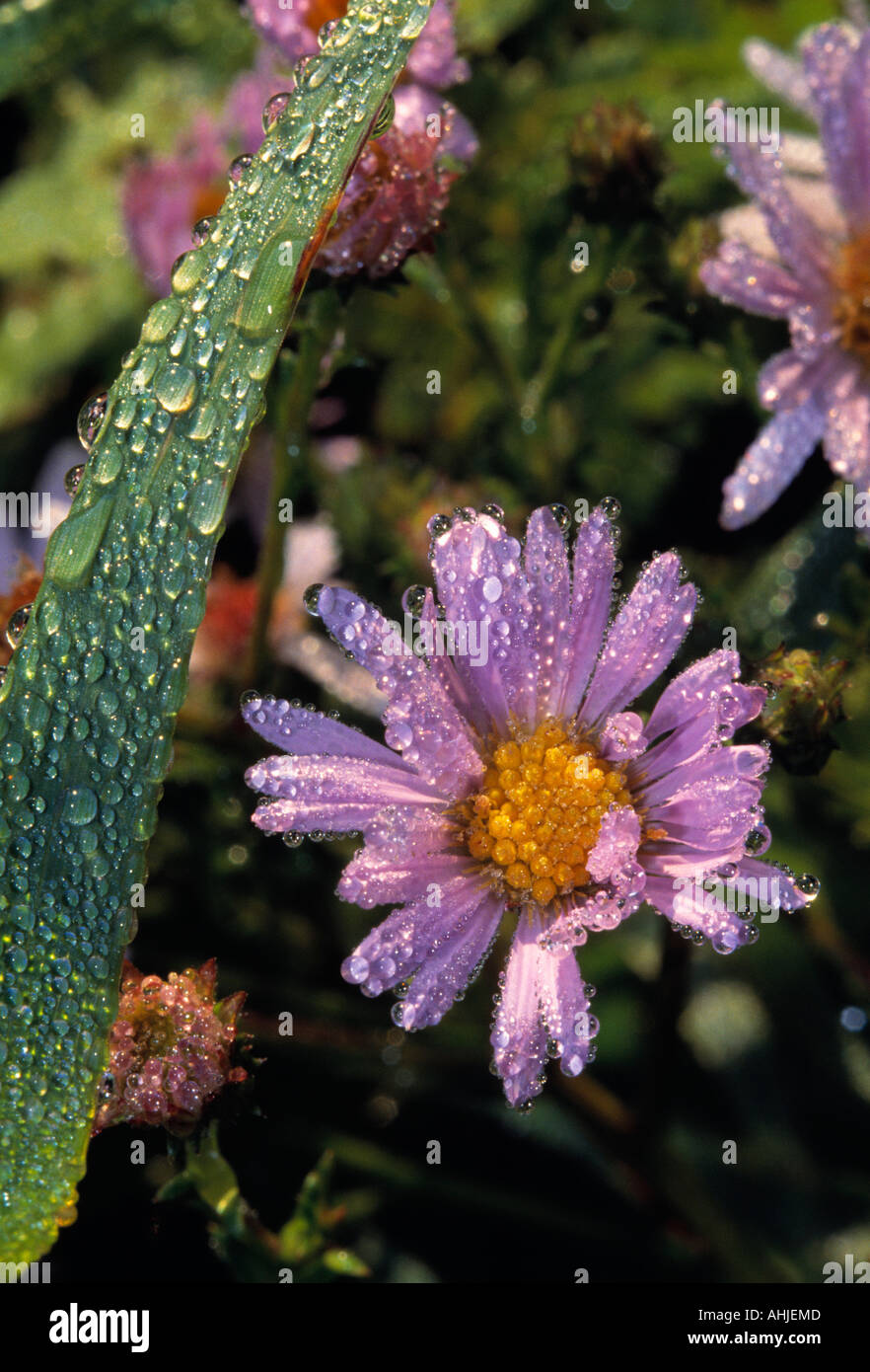 When flower blooms hi-res stock photography and images - Alamy