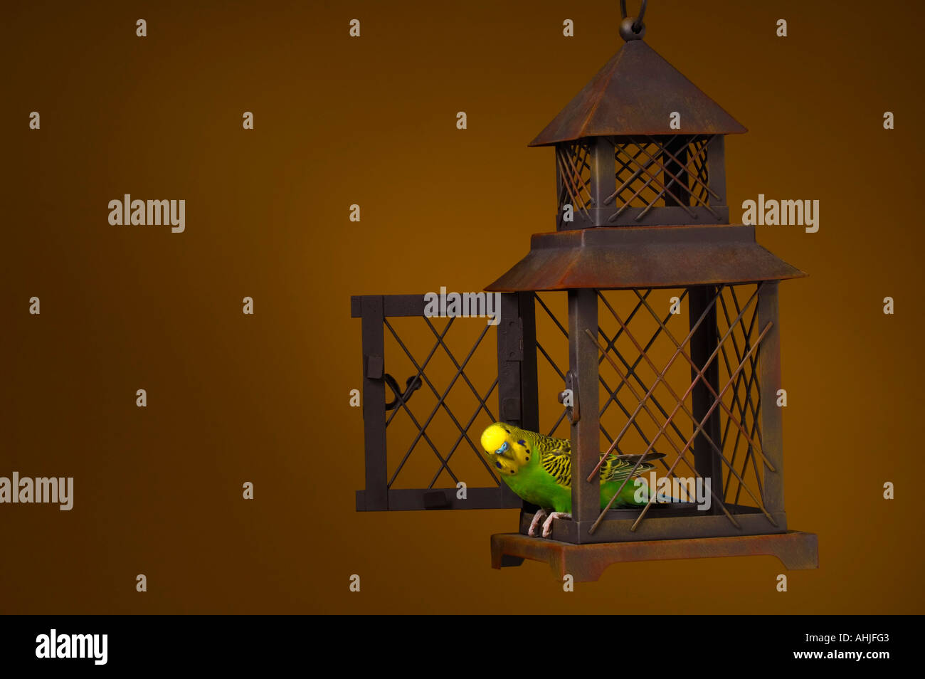 Bird escaping cage Stock Photo Alamy