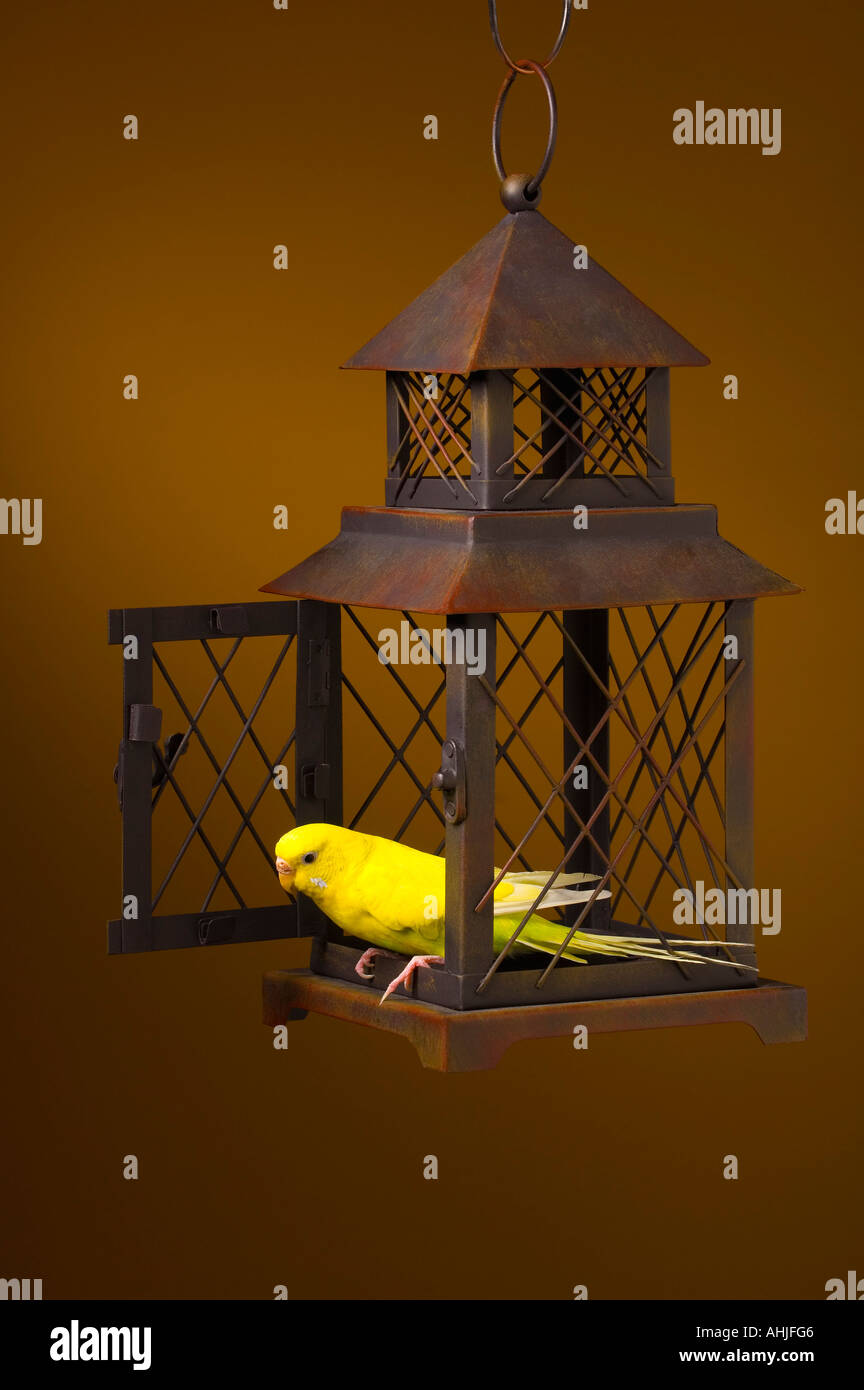 Bird escaping cage hires stock photography and images Alamy