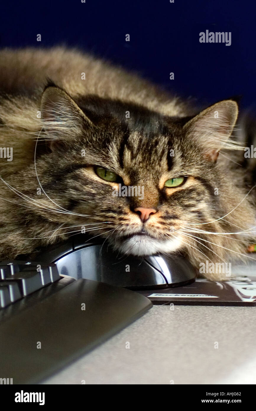 Cat With Computer Mouse In Mouth