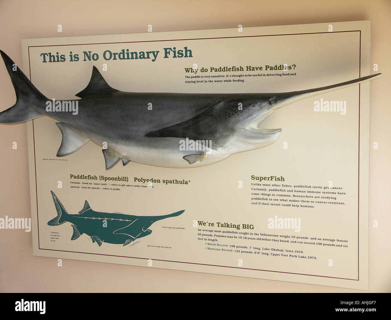 Paddlefish montana hires stock photography and images Alamy