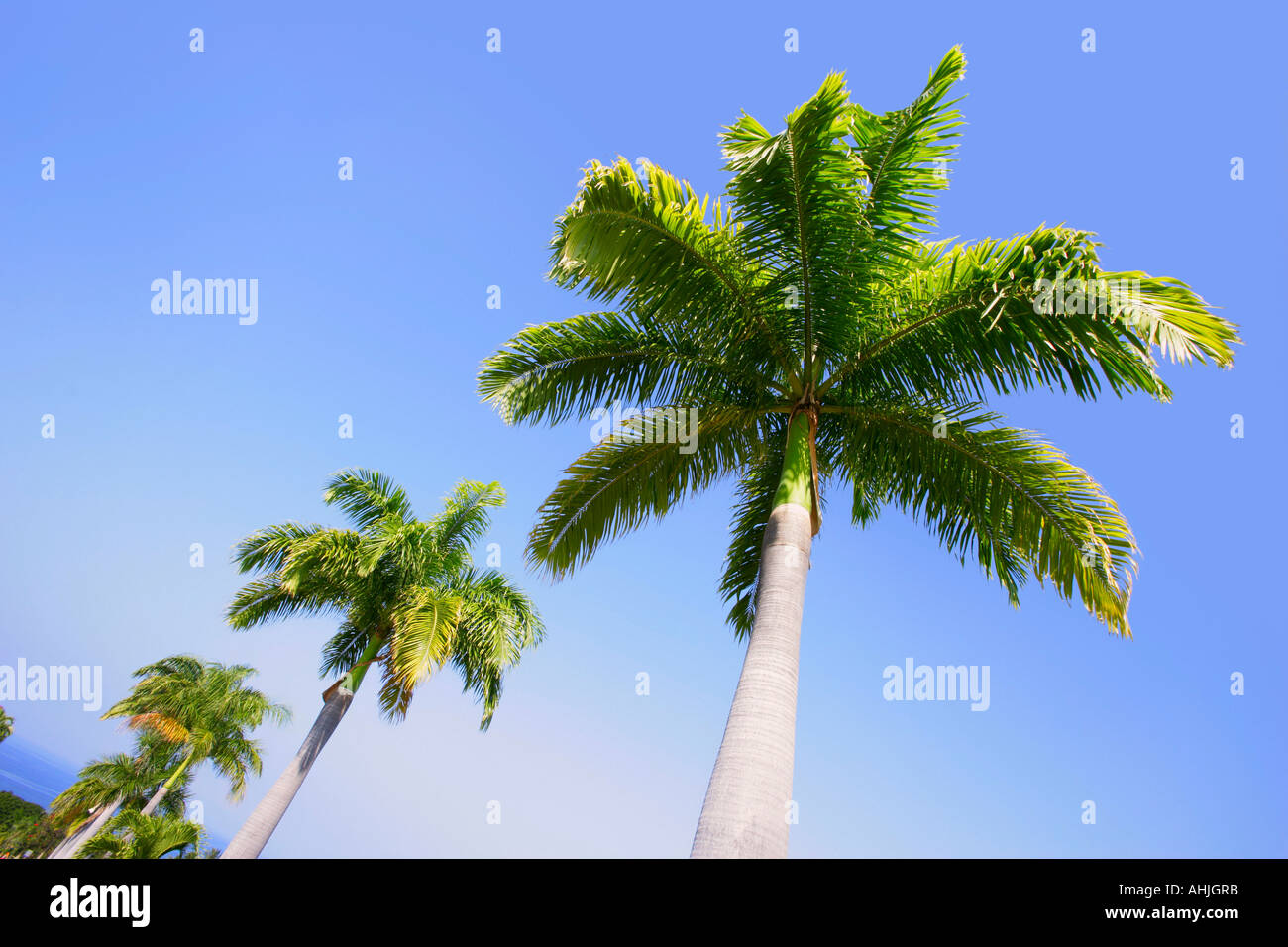 Palm trees in the tropics Stock Photo Alamy