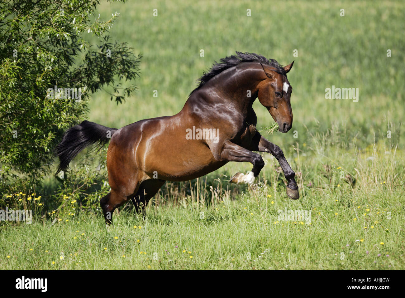 Austrian warmblood horse galloping on meadow Stock Photo Alamy