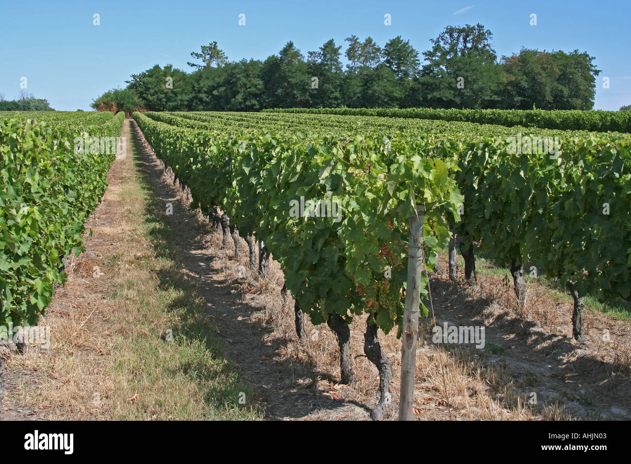 Grape vines Stock Photo