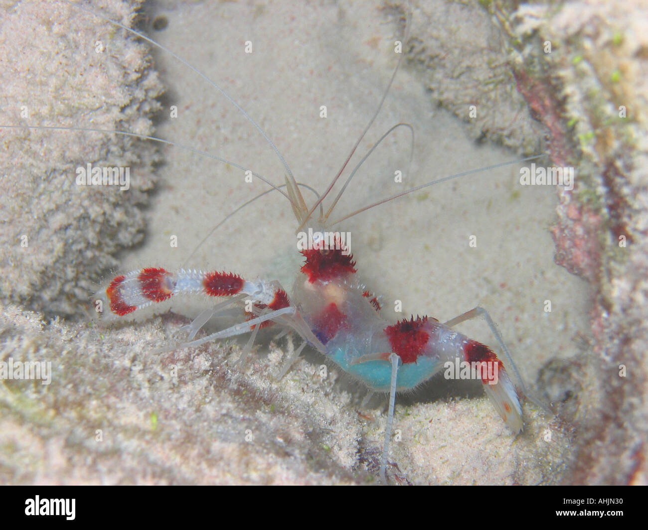Banded coral cleaner shrimp Stock Photo