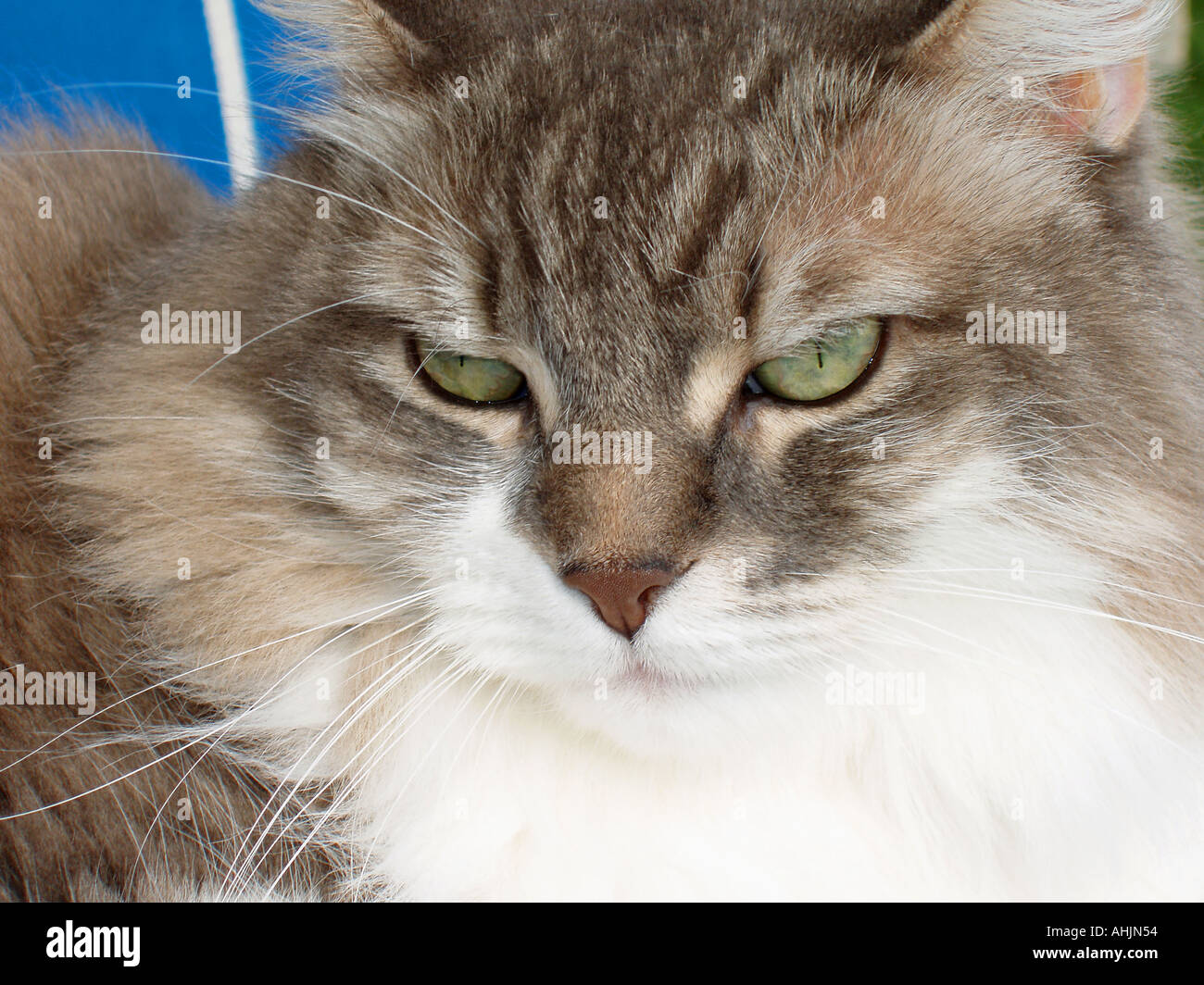 Content Cat Stock Photo
