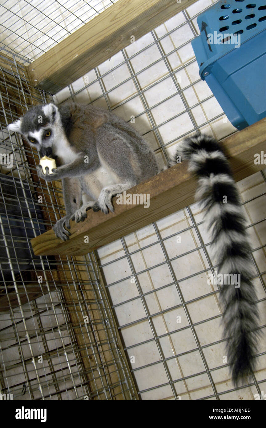 Ringtail Lemur In cage Stock Photo - Alamy - Primate Enthusiast Lemur Cage Design