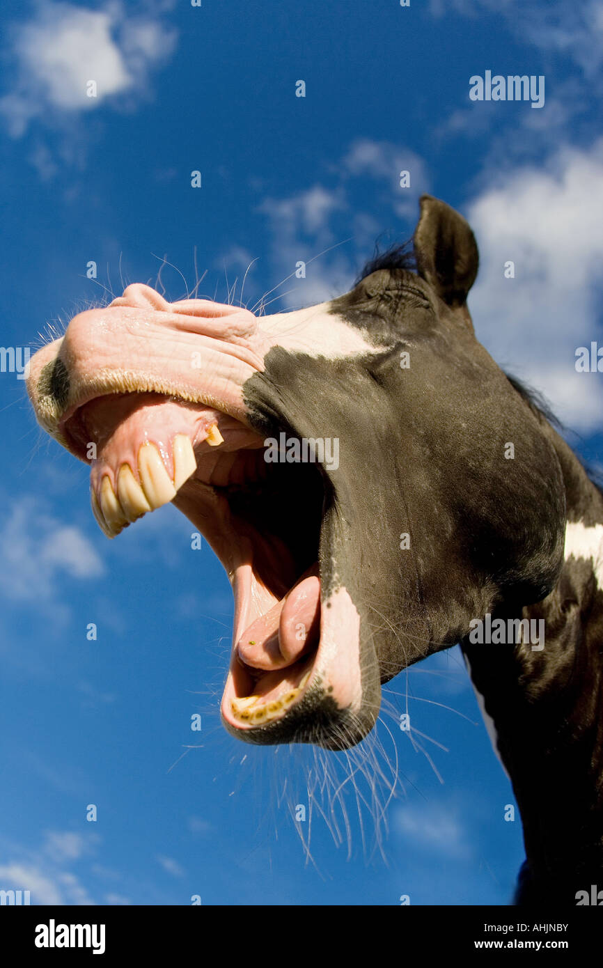 Paint horse,  laughing Stock Photo