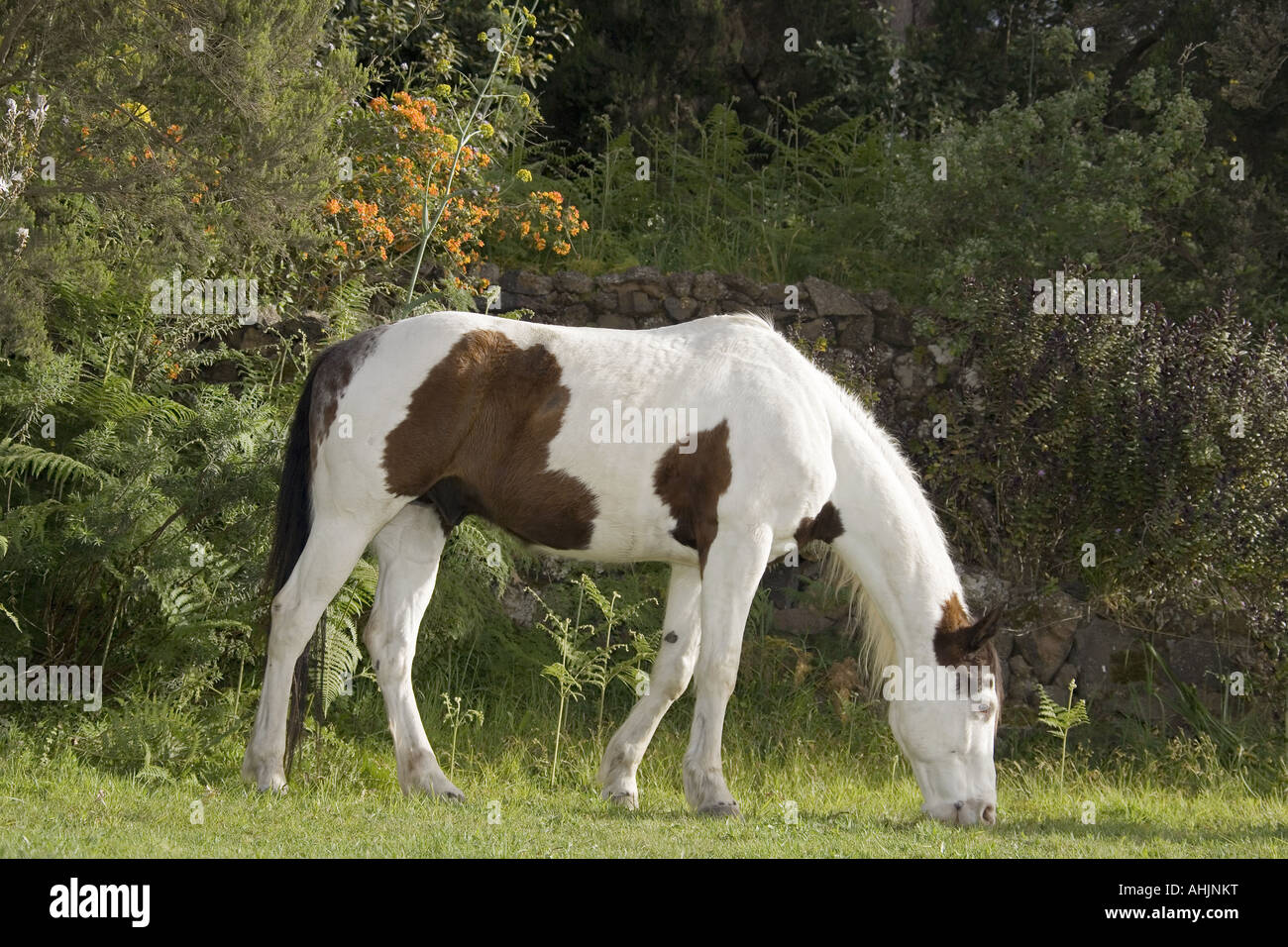 Paint horse - munching Stock Photo