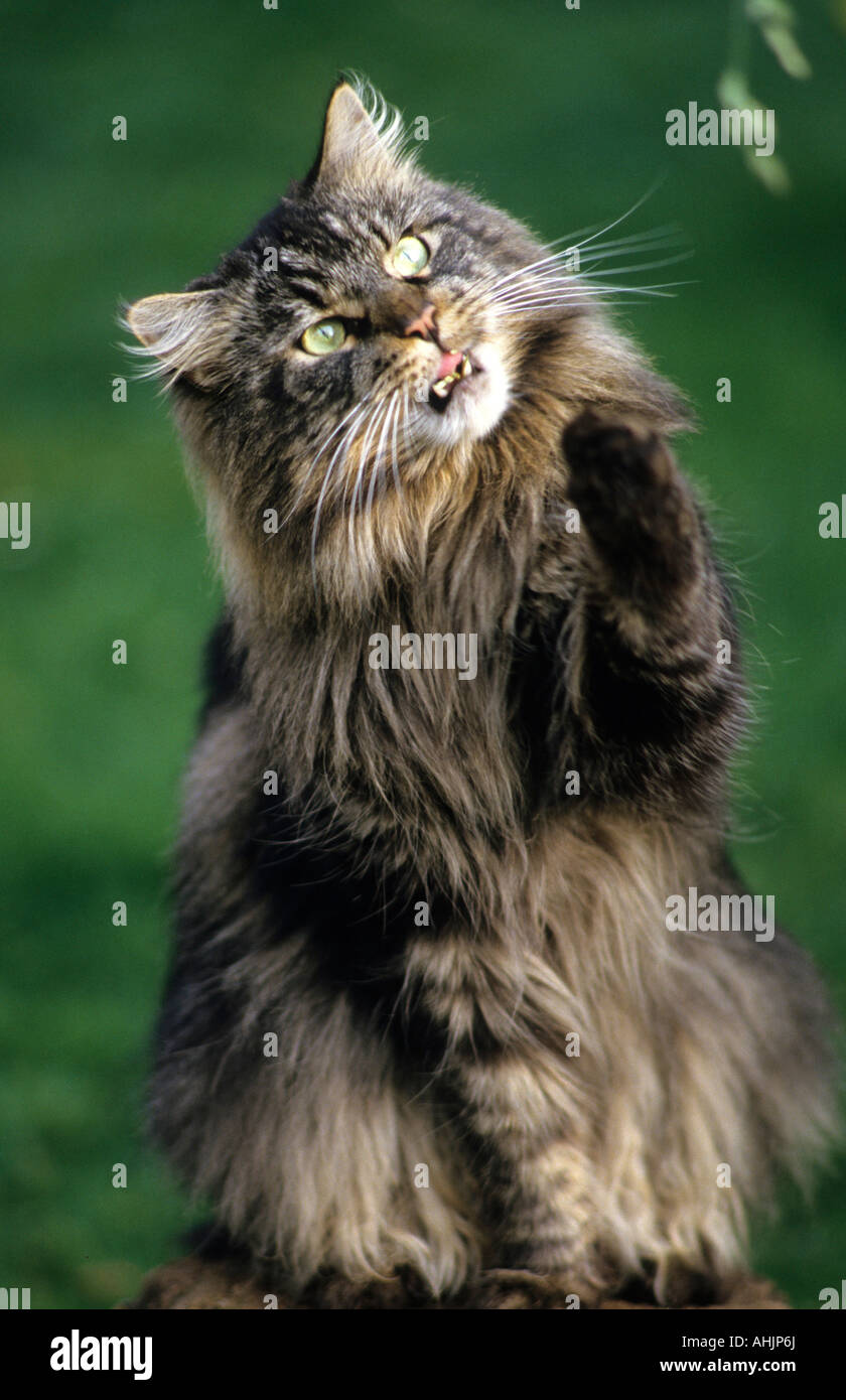 Main Coon Katze draussen Pfote hebend Main Coon cat raising paw outdoor  Stock Photo - Alamy