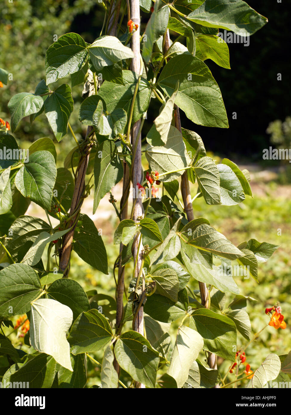 Runner bean plant garden hi-res stock photography and images - Alamy