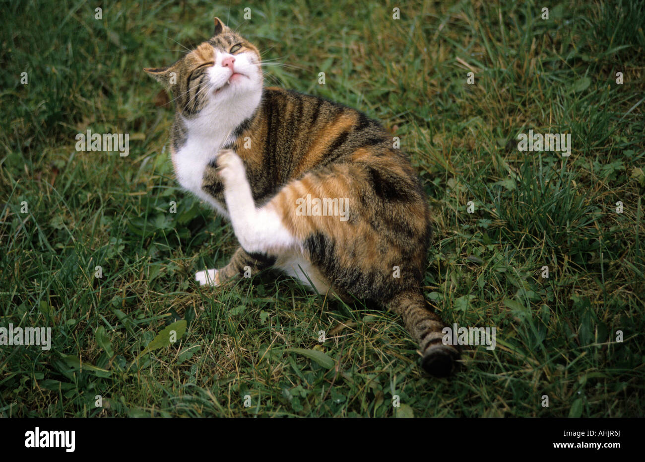 Hauskatze kratzt sich domestic cat scratches grates rasps Stock Photo