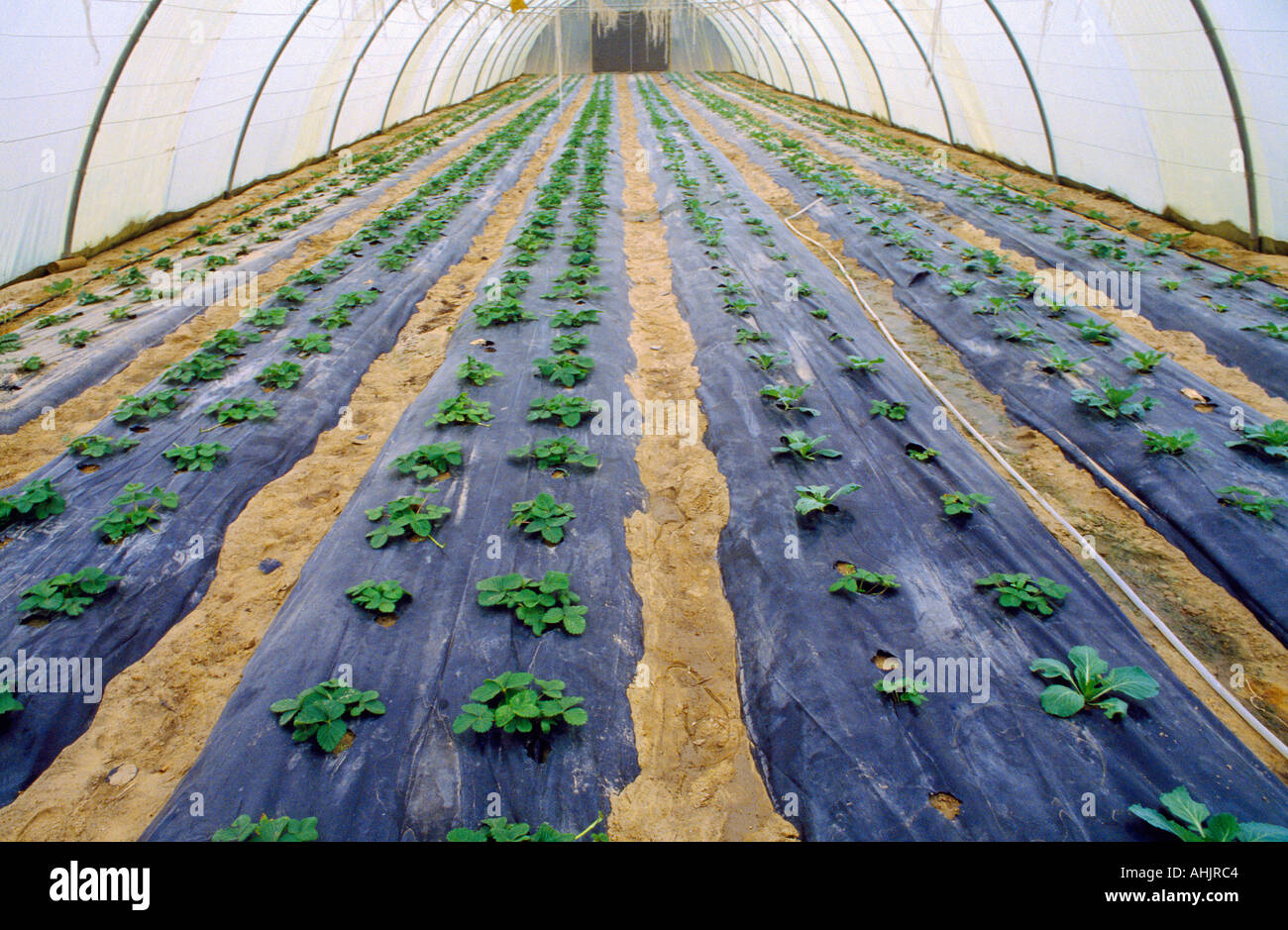 Kuwait agriculture hires stock photography and images Alamy