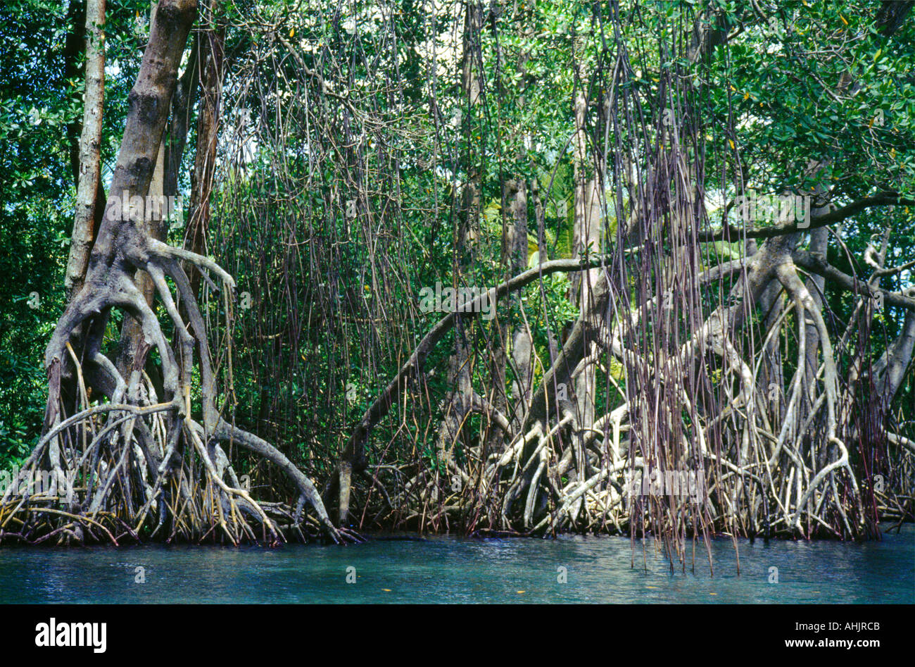 Dominican Republic Mangrove Lagoon with Aerial Roots Stock Photo Alamy