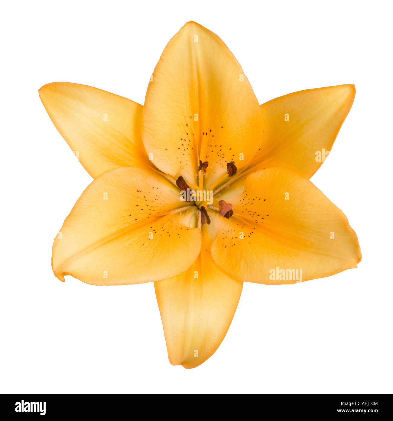 Orange lily Stock Photo