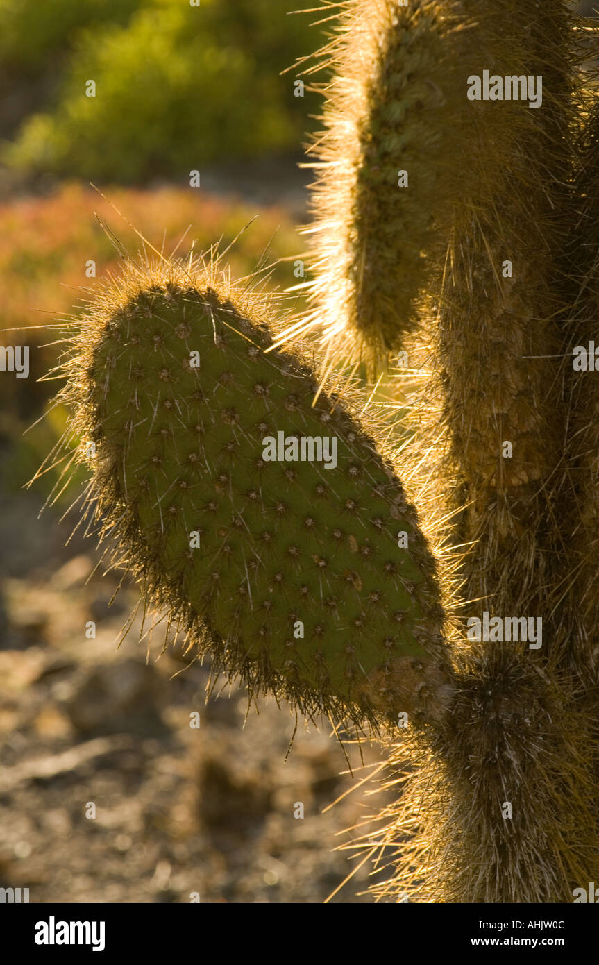Giant Prickly Pear Cactus (Opuntia sp.) Hobbs Bay, Galapagos, Ecuador Stock Photo