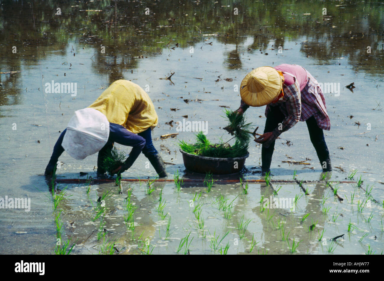 Taiwan Women Planting Rice Stock Photo