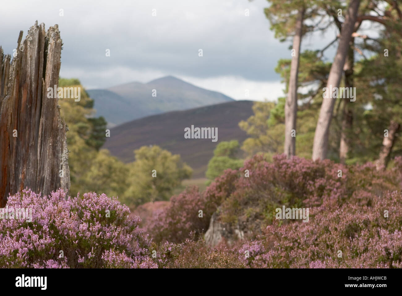 Scottish purple heather moors and Caledonian Pine trees Mar Lodge Estate, Braemar, Cairngorms National Park Scotland uk Stock Photo