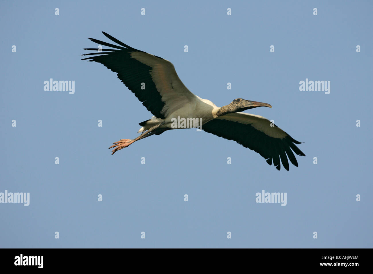 American wood stork Mycteria americana Brazil Stock Photo