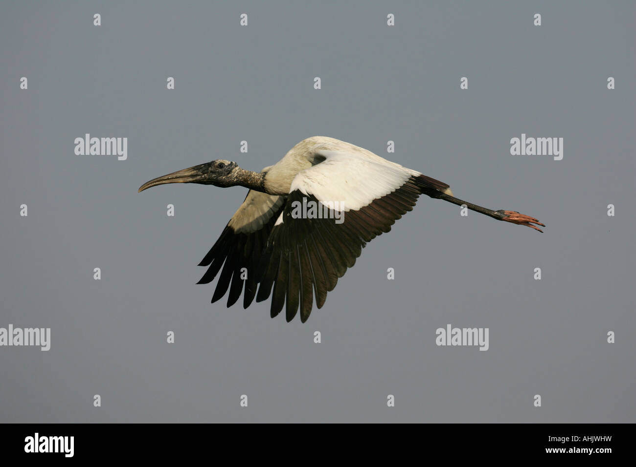American wood stork Mycteria americana Brazil Stock Photo - Alamy