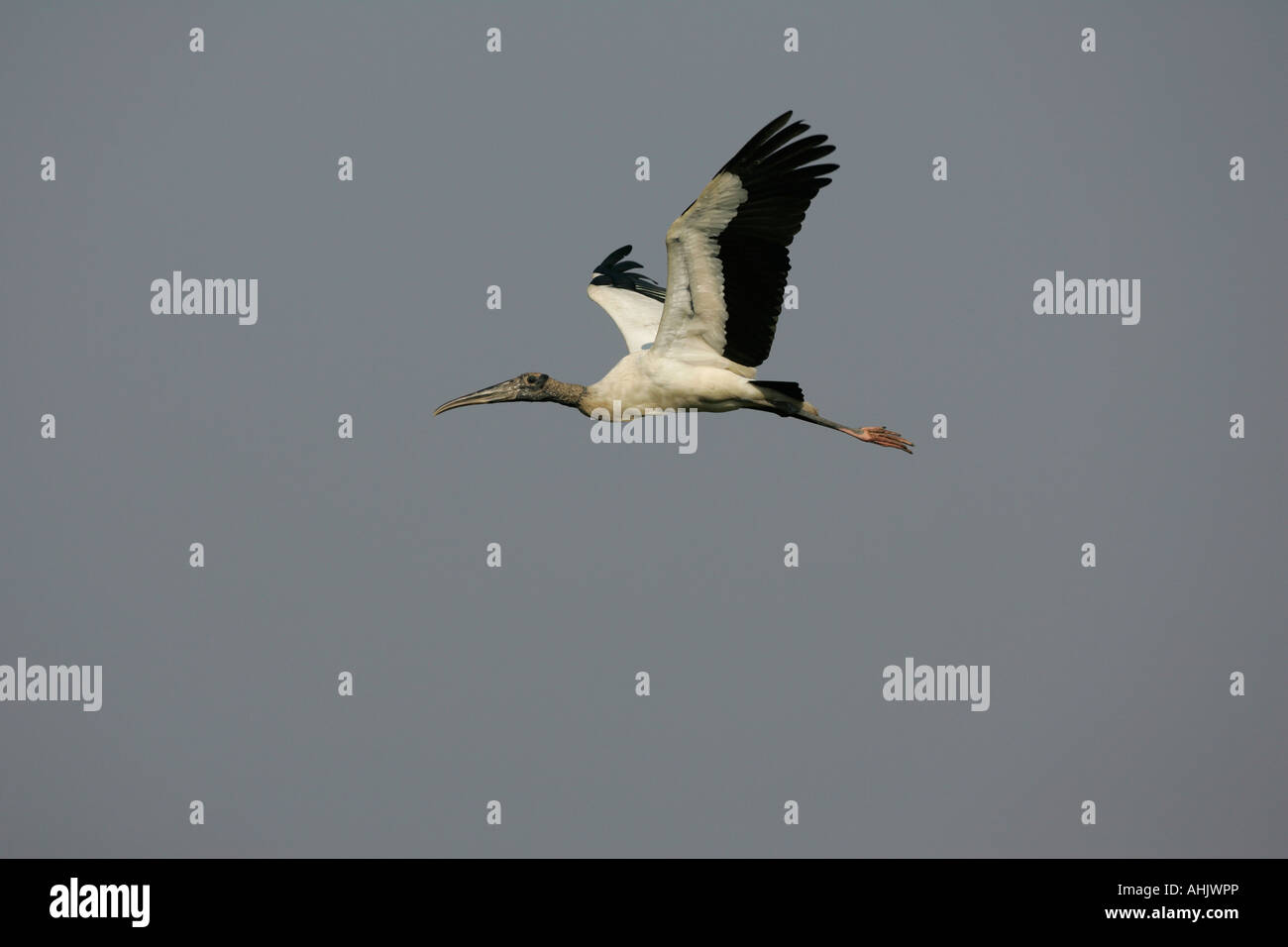 American wood stork Mycteria americana Brazil Stock Photo - Alamy