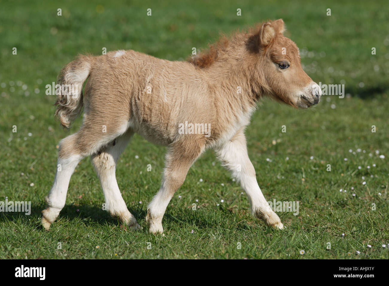 Mini Shetlandpony - foal walking on meadow Stock Photo