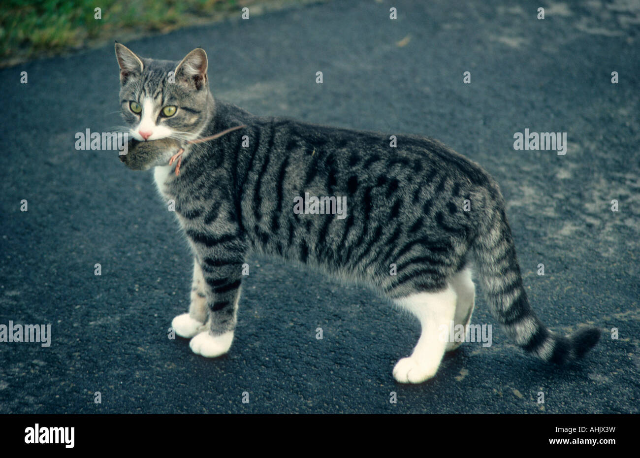 Hauskatze mit Maus als Beute domestic cat with mouse prey Stock Photo