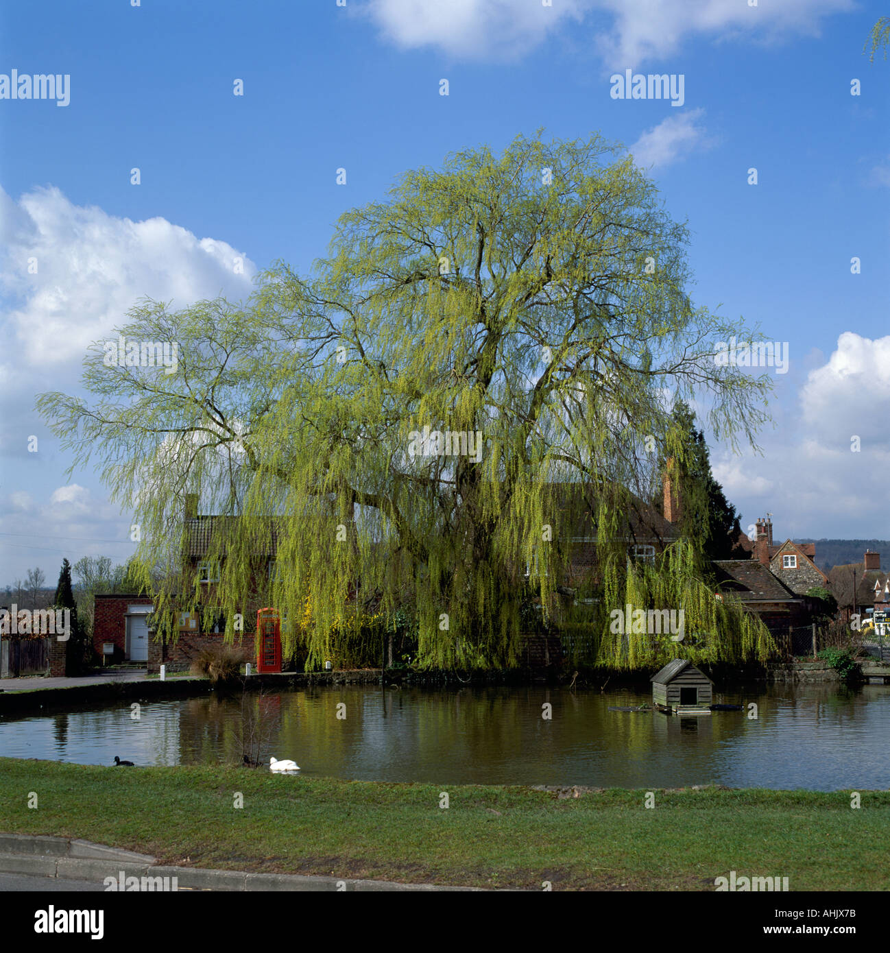 Willow tree in fresh spring green foliage by village pond at Otford, Kent, England, UK Stock Photo