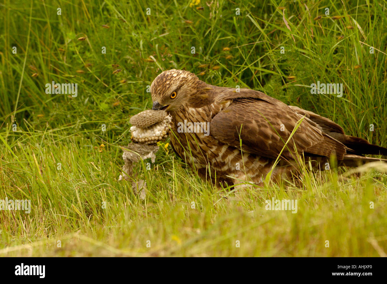 Honey Buzzard Pernis apivorus Adult eating honey comb from wasp nest
