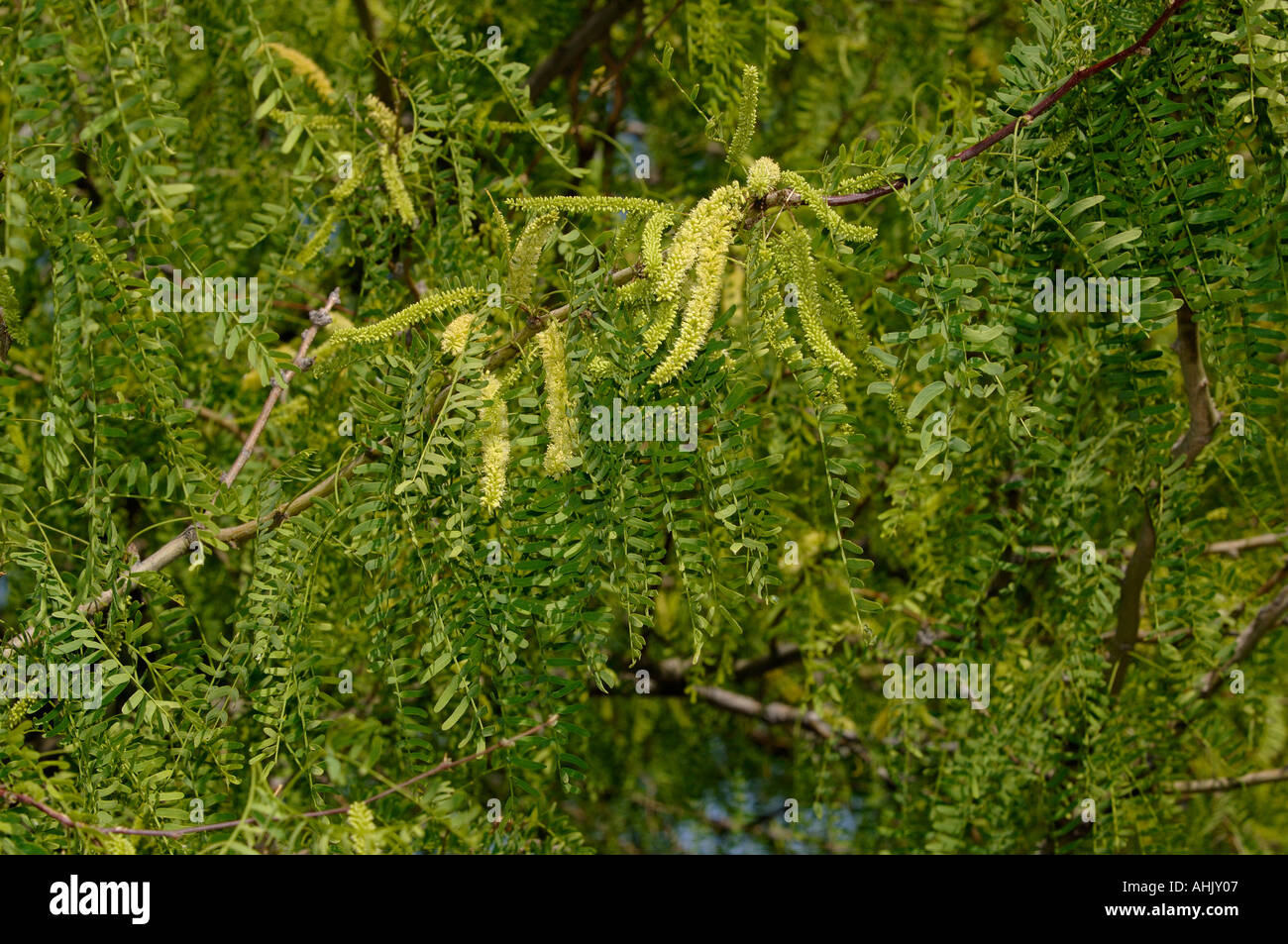 Honey Mesquite Prosopis glandulosa Photographed in Arizona USA Stock Photo