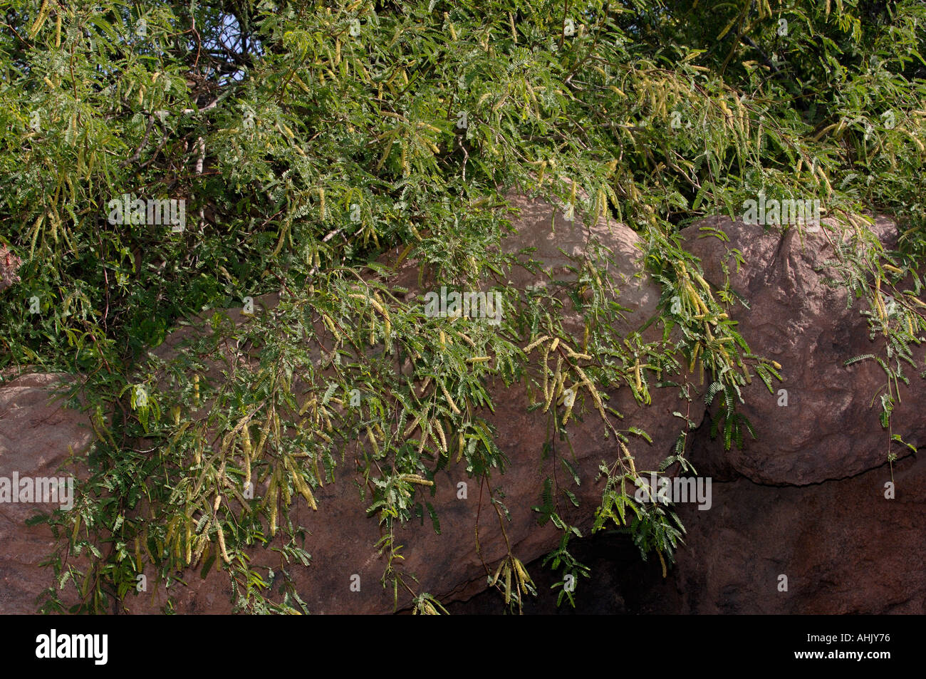 Velvet Mesquite Prosopis velutina Photographed in Arizona USA Stock Photo
