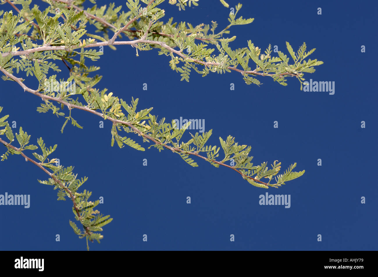 Velvet Mesquite Prosopis velutina Photographed in Arizona USA Stock Photo