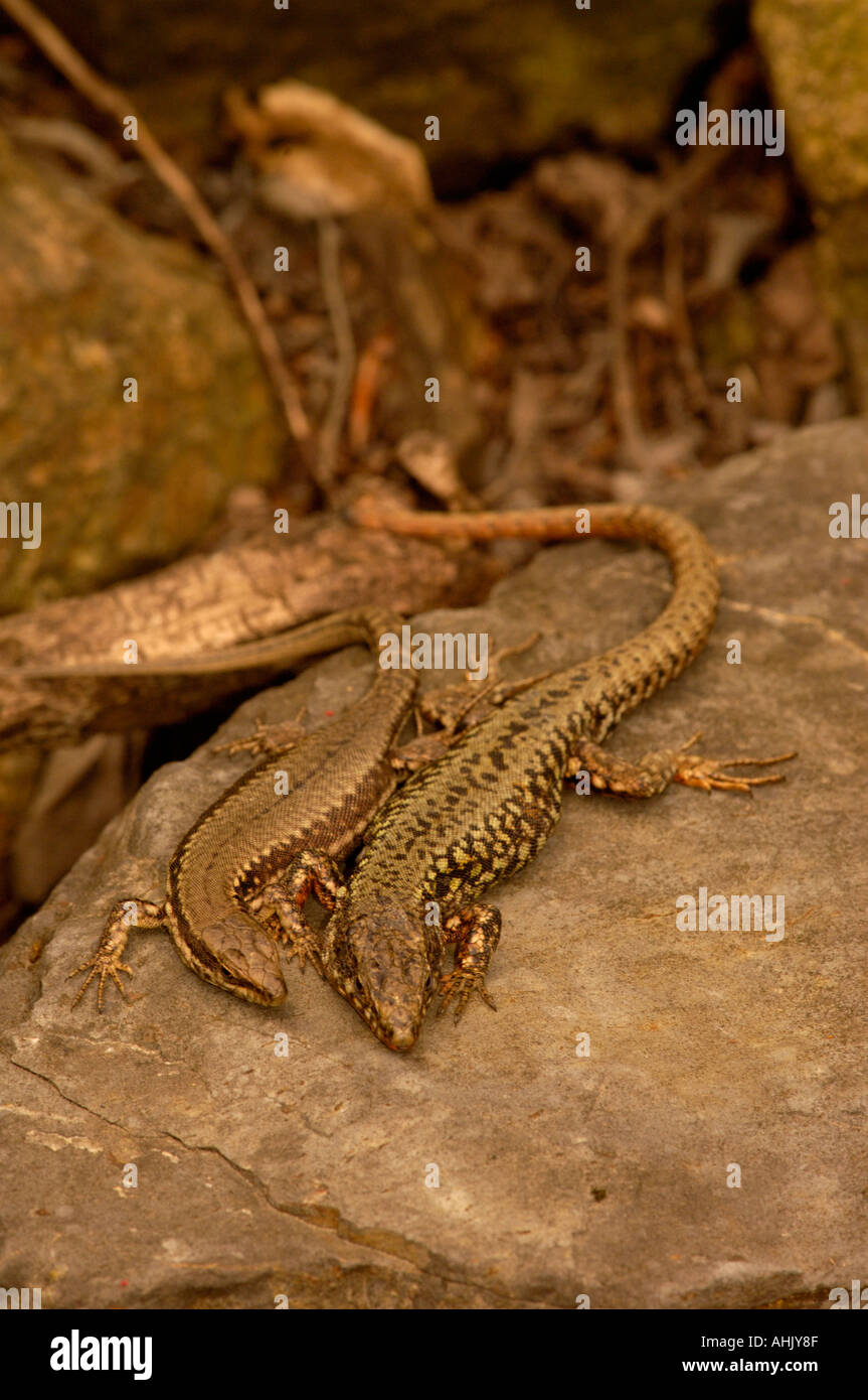 European Wall Lizard Podarcis muralis Lacerta muralis Male and female sunning Photographed in France Stock Photo