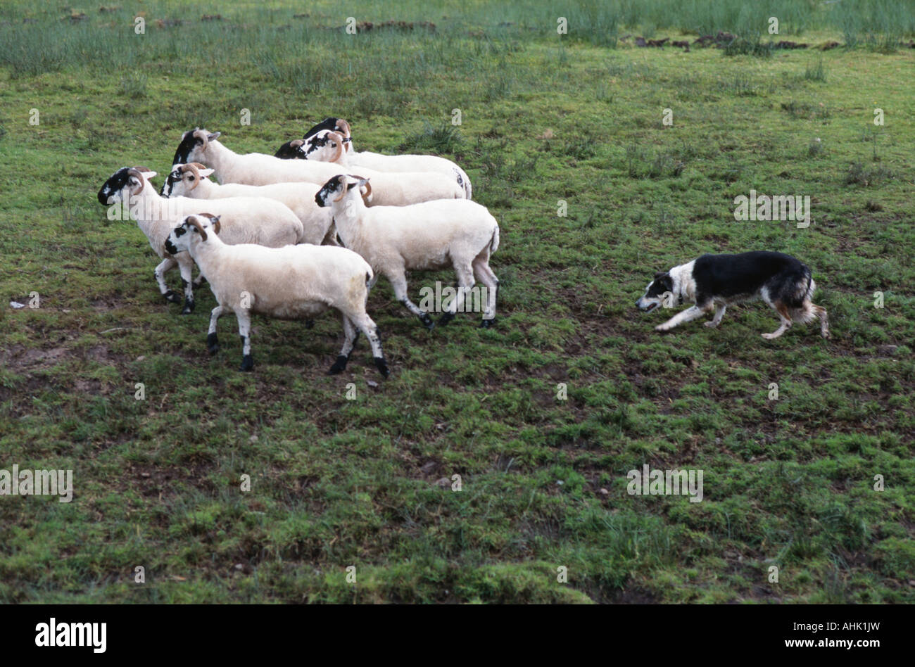 Border Collie herding sheep in County Kerry Ireland Stock Photo