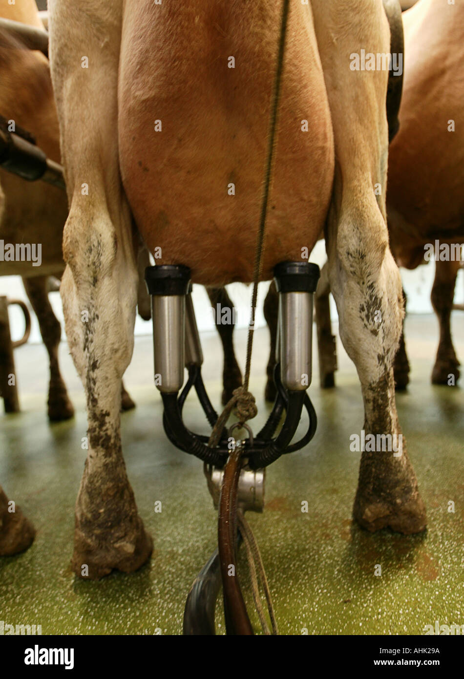 Jersey cows being milked Indoors Close Up Cow Udder Livestock farming ...