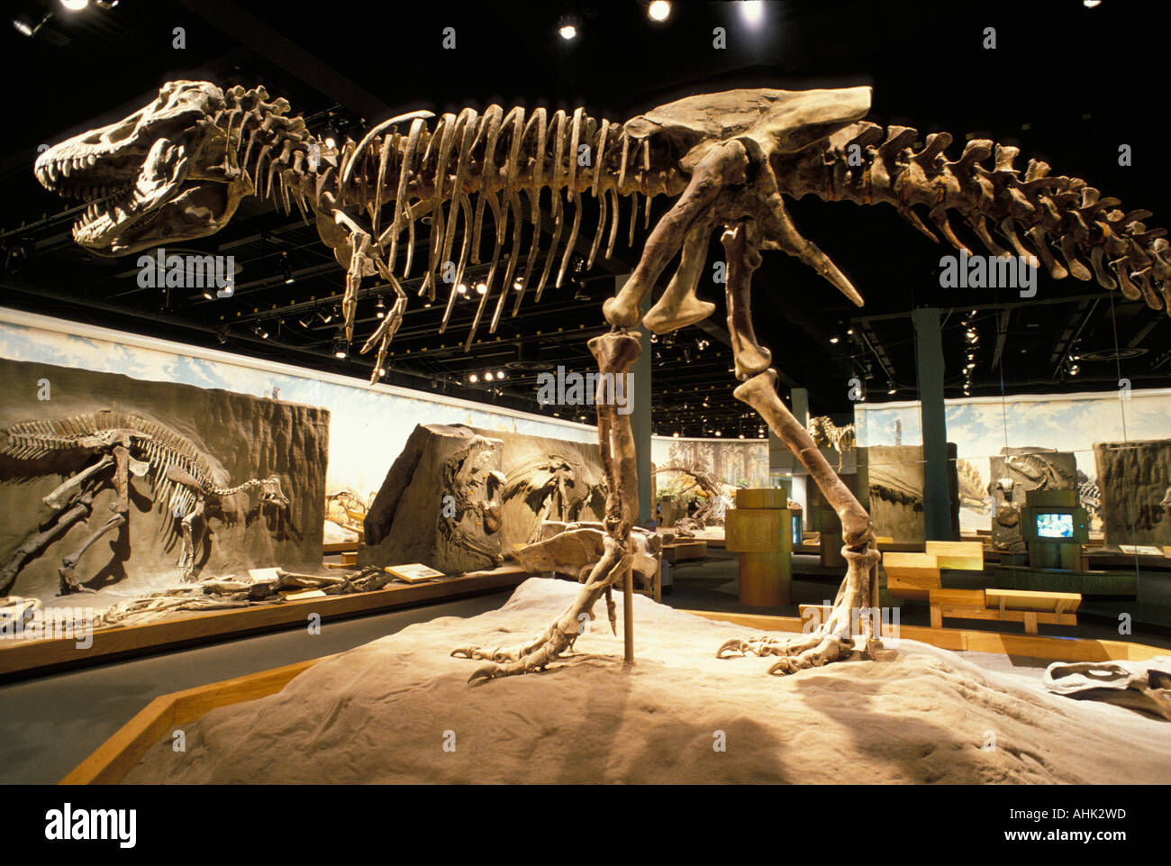 Canada Alberta Drumheller Dinosaur fossils from Dinosaur Provincial Park on display at Royal Tyrrell Museum Stock Photo
