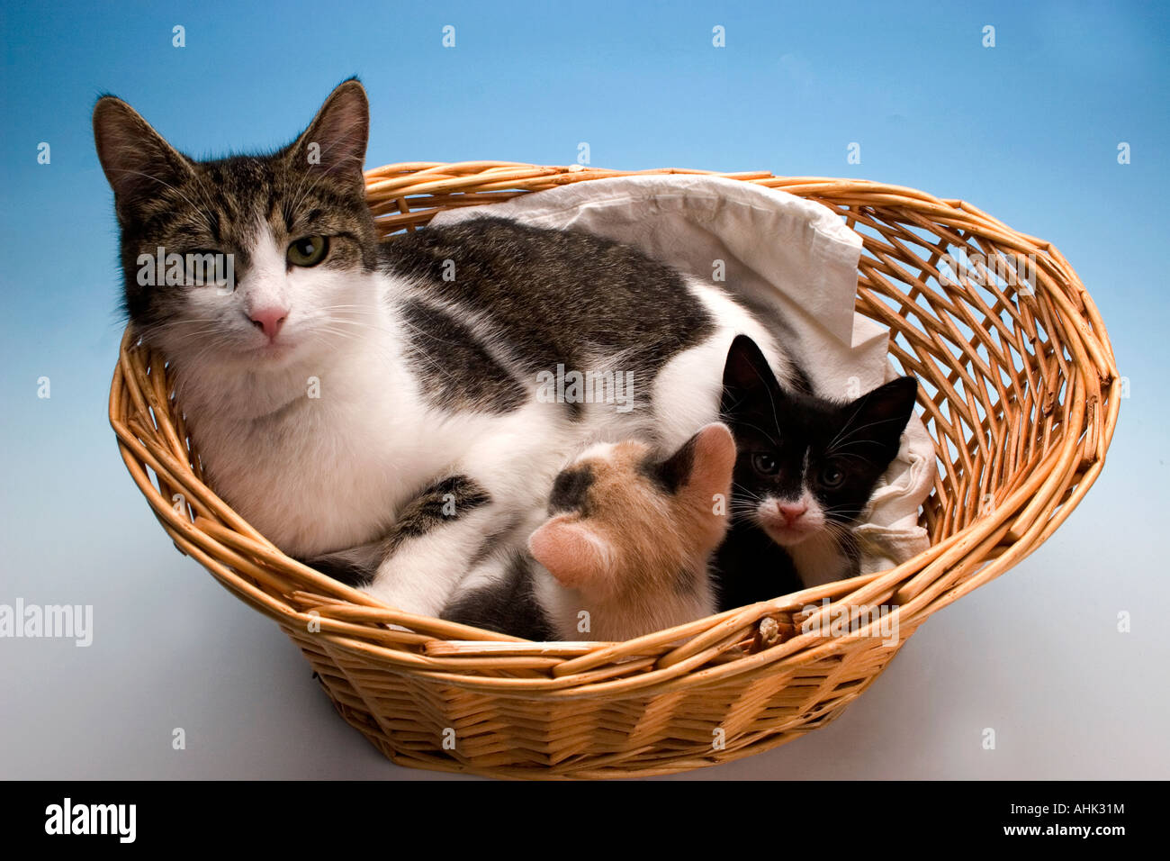 tabby and white cat in wicker basket with her 2 kittens Stock Photo