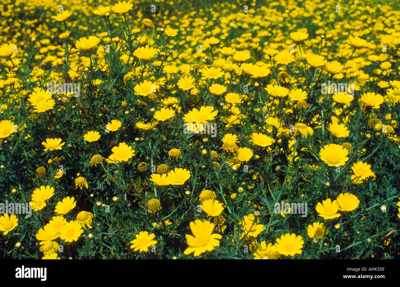 Field of wild flowers in Springtime Beirut Lebanon Stock Photo Alamy
