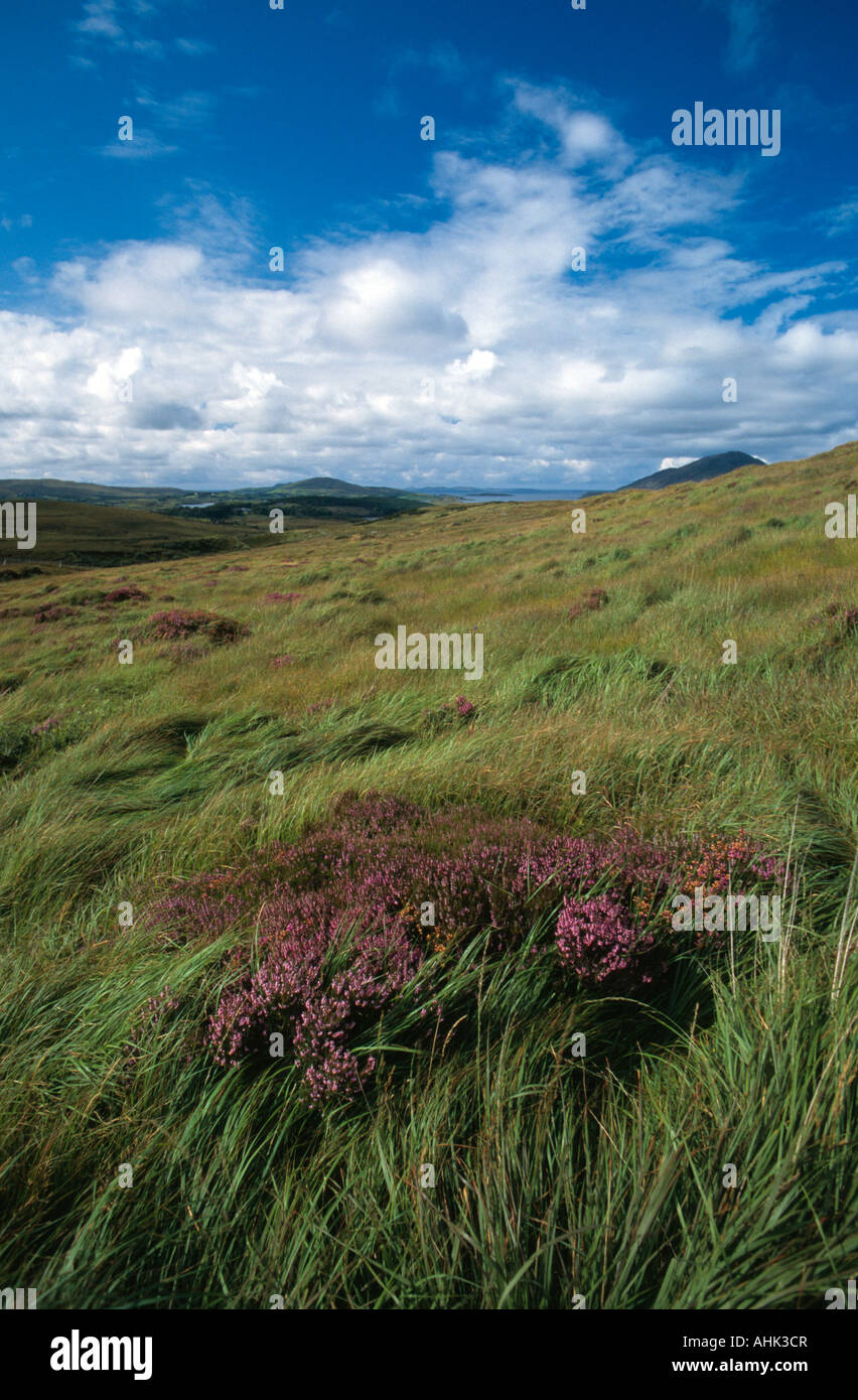 Heather flowers growing in Connemara National Park Letterfrack County Galway Ireland Stock Photo