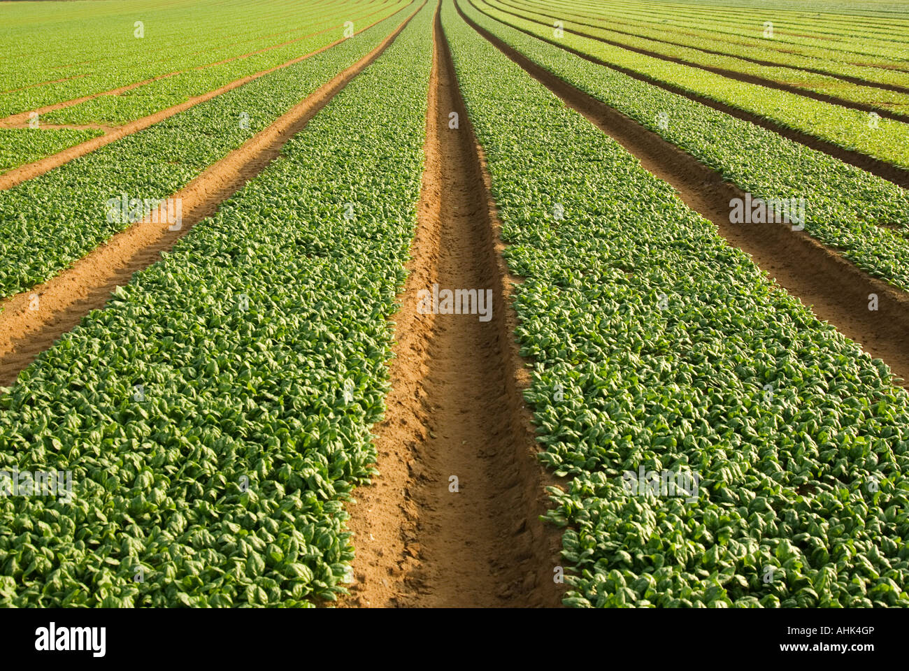 field of spinach Stock Photo