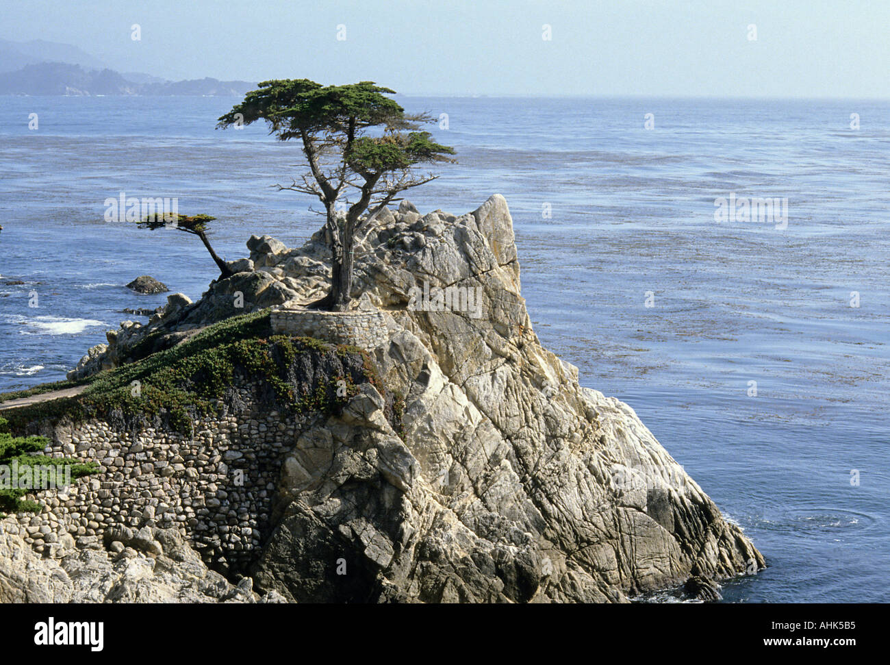 Lone pine near Monterey California Stock Photo 2684340 Alamy