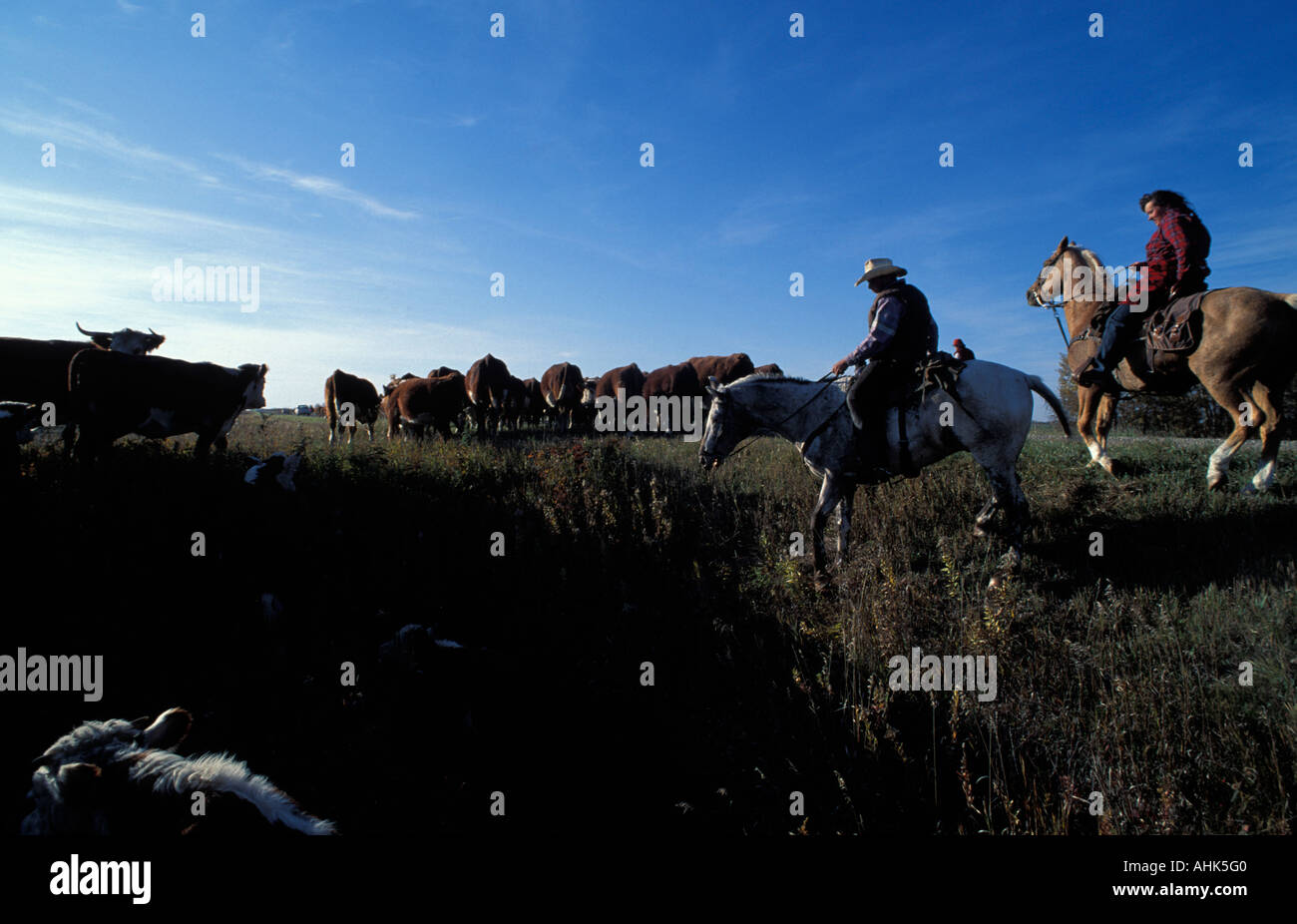 Herding cattle canada hi-res stock photography and images - Alamy