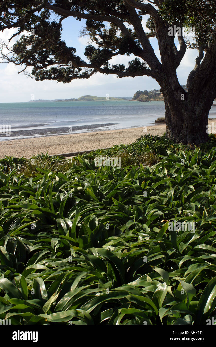 Tree and beach mission bay new zealand Stock Photo