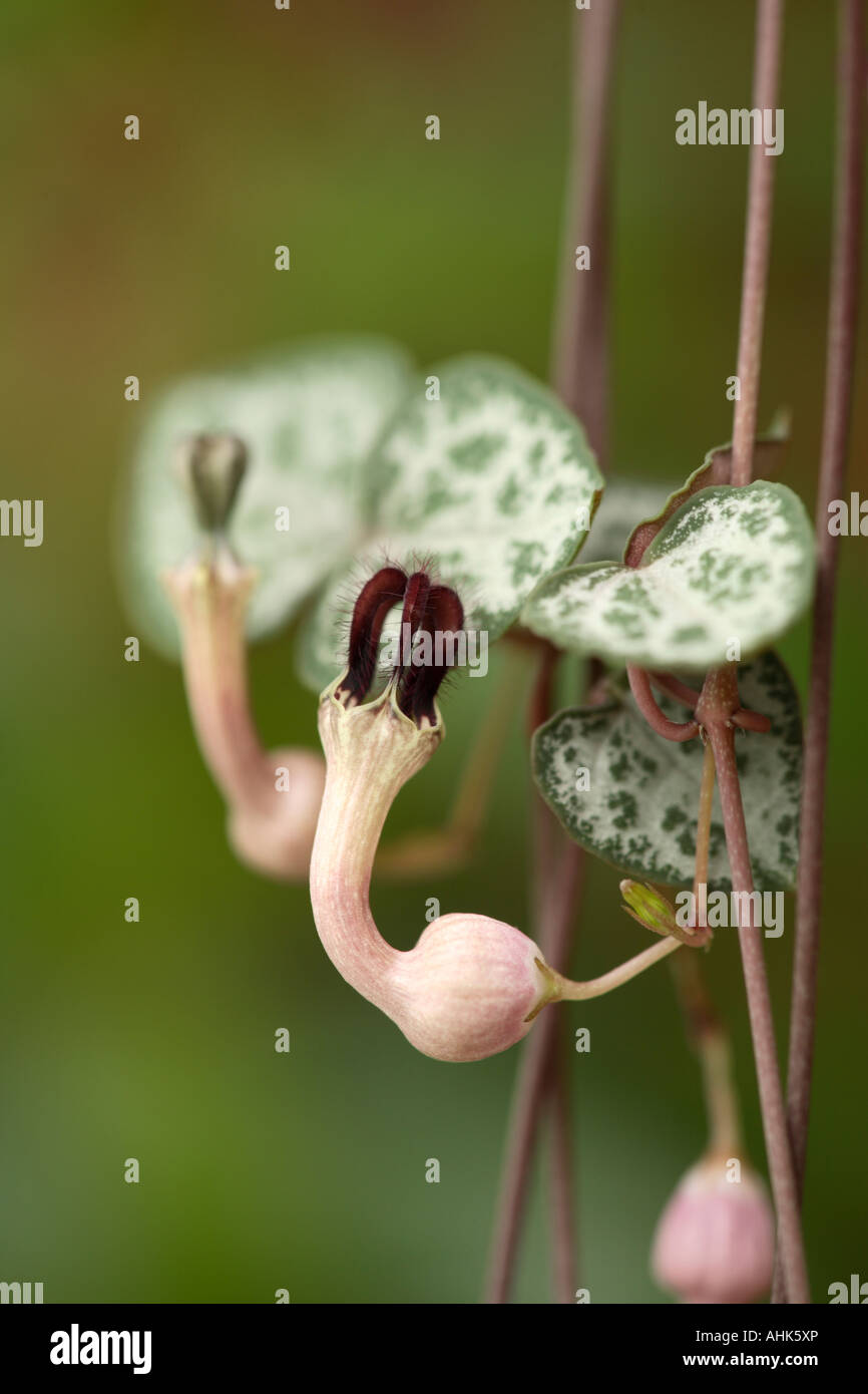 Rosary vine or String of Hearts, Ceropegia woodi flower Stock Photo Alamy