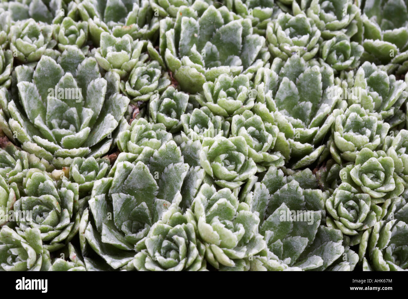 Saxifraga paniculata Venetia Stock Photo