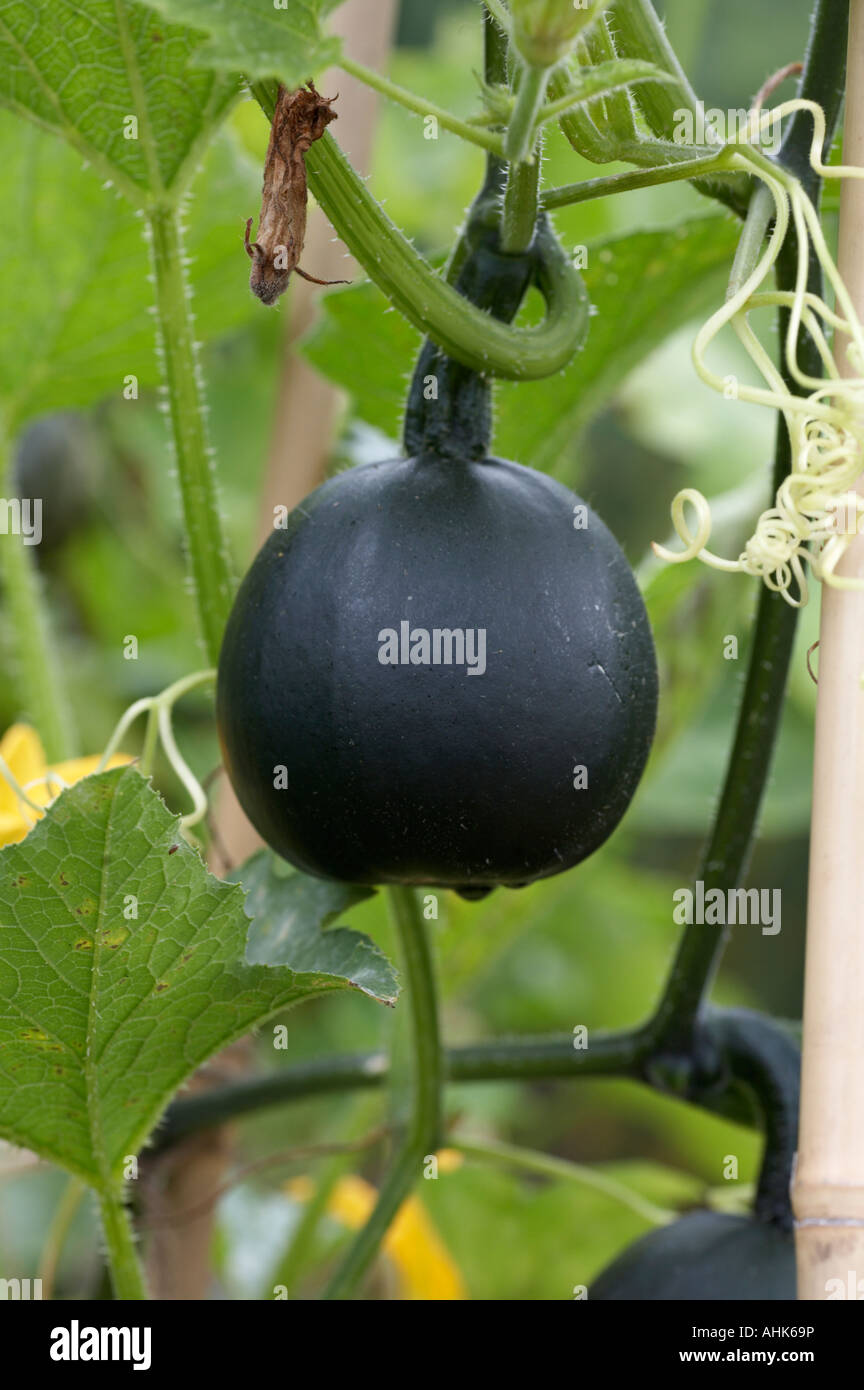 Squash Rolet Stock Photo