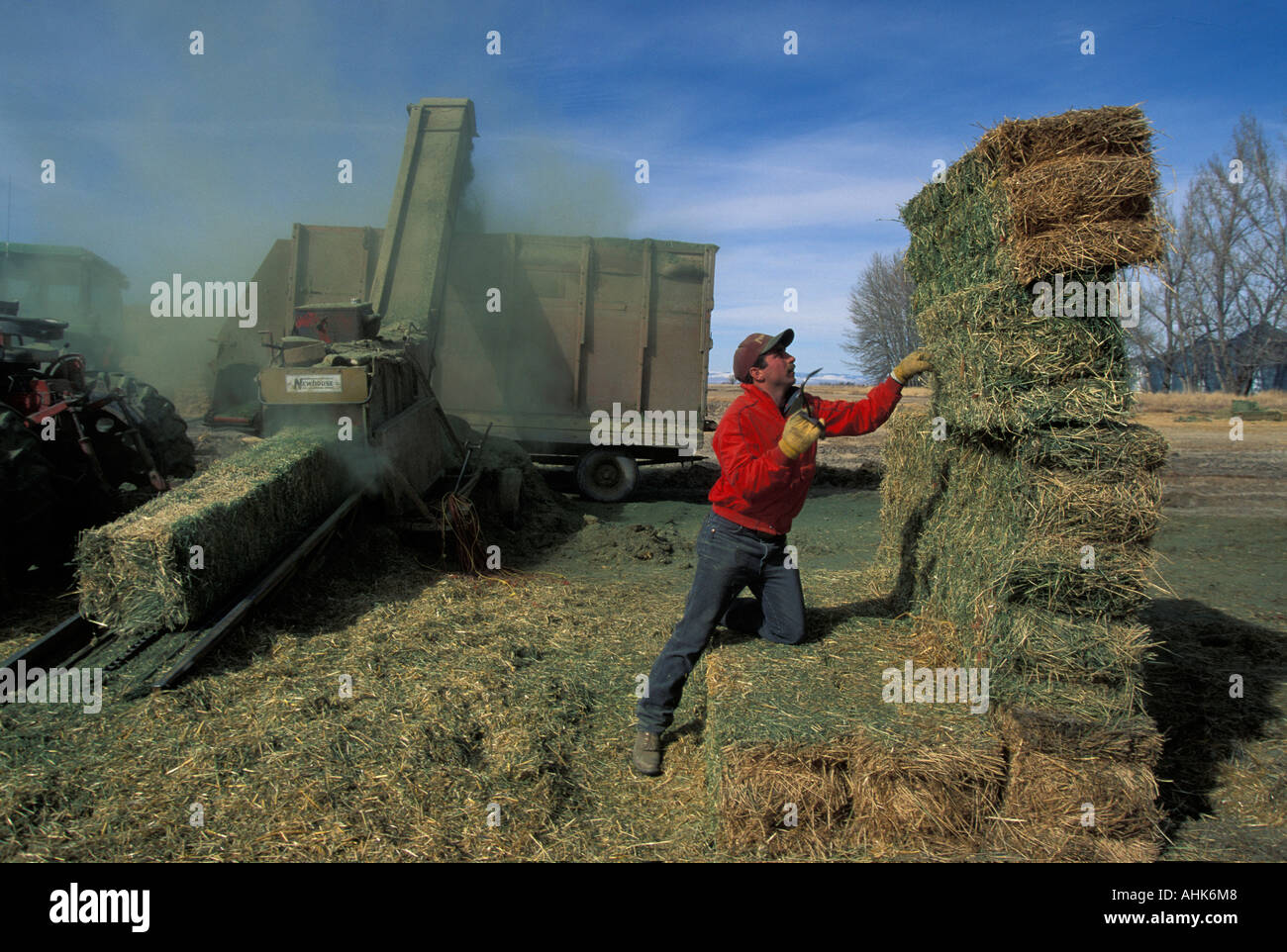 USA Idaho MR Ed Hamilton hauls hay bales for cattle feed on ranch near