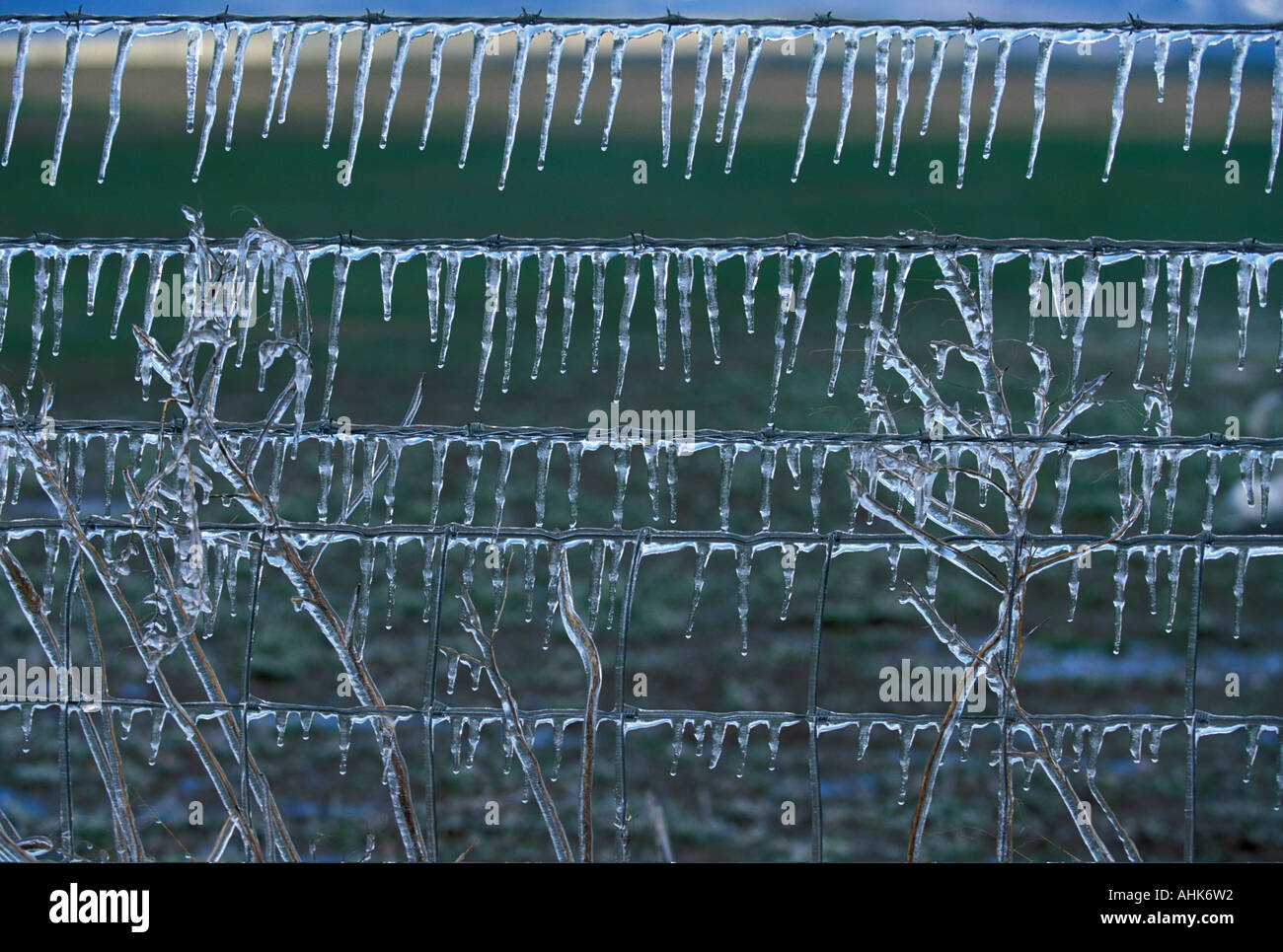 USA Oregon Ice from irrigation spray hangs from fence wires in central Oregon Stock Photo