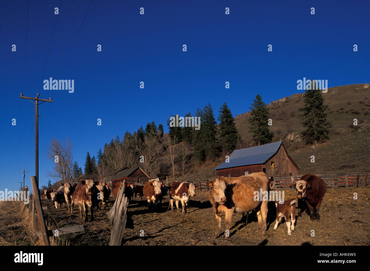 Washington cattle hi-res stock photography and images - Alamy