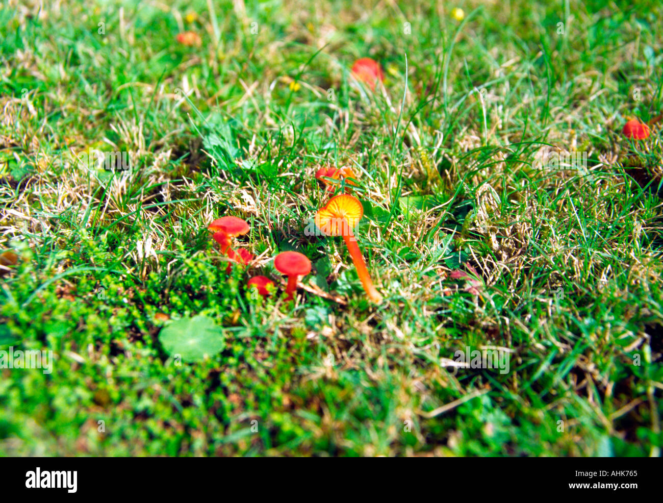 red toadstool in Dorset England Stock Photo